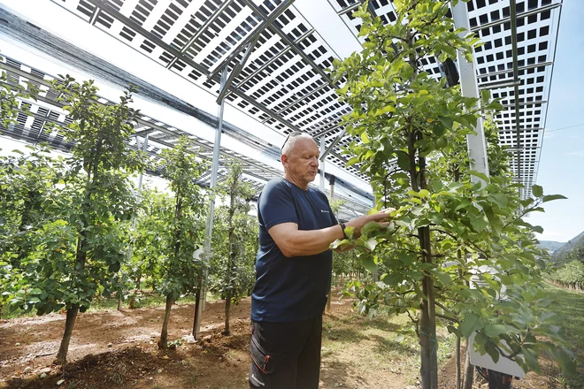 Slovenija še vedno zaostaja pri proizvodnji iz sončnih in vetrnih elektrarn. Morebitna priložnost za prihodnost je denimo tudi v pokrivanju kmetijskih površin s sončnimi paneli. FOTO: Leon Vidic