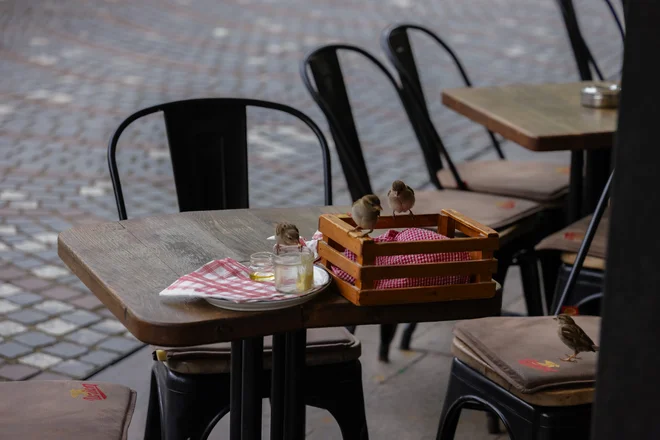 Na obiskovanje gostinskih in kavarniških teras so se ptice gotovo navadile zato, ker jim je hrana tam tako zlahka dostopna. FOTO: Črt Piksi