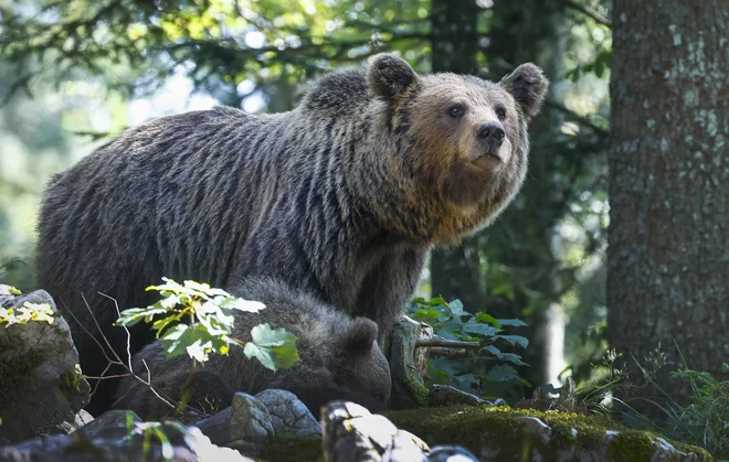 Alpe Adria Green je tožbo vložil, ker v postopku izdaje dovoljenja niso bile upoštevane njihove pripombe kot stranskega udeleženca. FOTO: Jože Suhadolnik/DElo