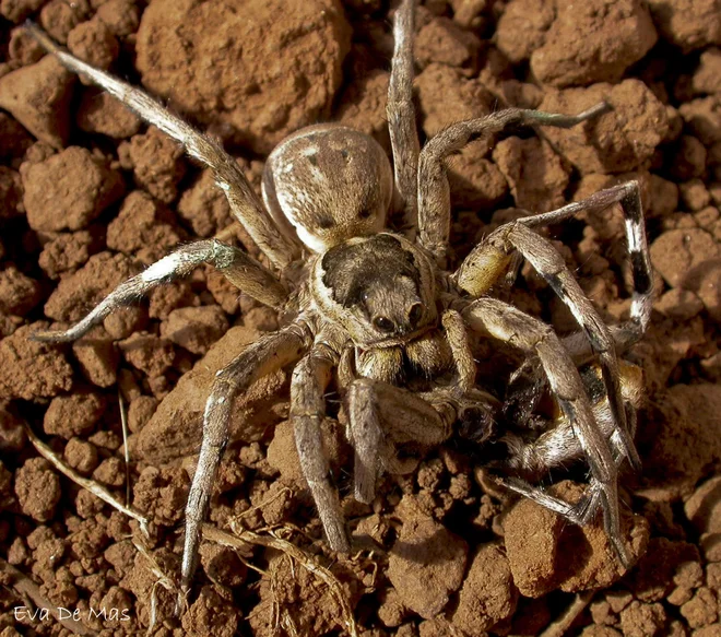 Volčji pajek, mediteranska tarantela z latinskim imenom Lycosa tarantula. FOTO: Reuters