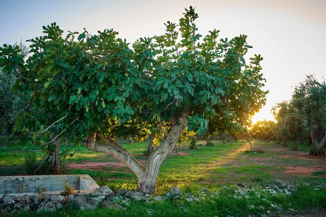 Esej Kozja figa, ki se posveča izredno fascinantnemu načinu razmnoževanja figovca v sožitju s figovo osico, je pretežno botanične narave. FOTO: Shutterstock
