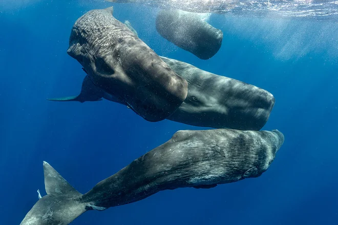 Kiti glavači so za nas neka oddaljena inteligenca, živeča v oceanih. V določenih pogledih so nam podobni: oblikujejo družine, zelo pomembne so babice, med seboj si pomagajo pri vzgoji. Po drugi strani pa imajo z nami le malo skupnega: ne pijejo, torej ni koncepta žeje, ni tal, ni neba, spijo vertikalno po 15 minut na dan.
FOTO: Cati/Amanda Cotton 


 
