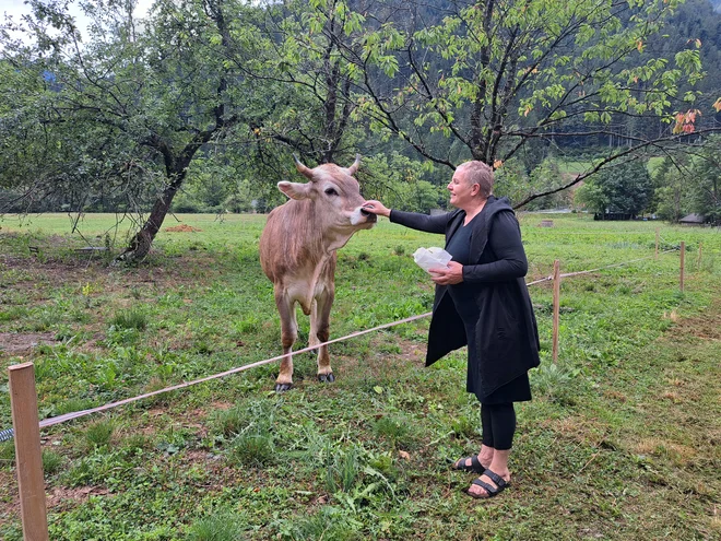Gomzi, ki danes ni več teliček, ampak vol, s svojo lastnico Marjeto Fale. FOTO: Špela Kuralt