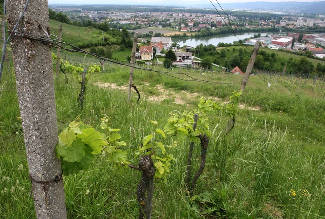 Vinogradi ob Dravi niso več del Avstrije. FOTO: Regent Tadej