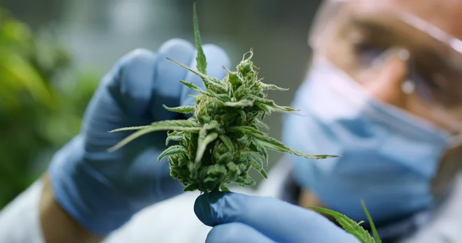 Ločimo med tremi vrstami medicinske konoplje, odvisno od sestave: večina THC, večina CBD in določeno razmerje med THC in CBD ter vsebnost vseh drugih kanabinoidov in učinkovin ter poudarkom škodljivih toksičnih kovin in pesticidov. Foto Shutterstock