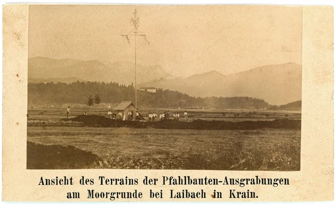 Izkopavanje kolišč pri Igu leta 1875. Raziskave so slovesno obeležene z okrašenim mlajem. Neznani fotograf.