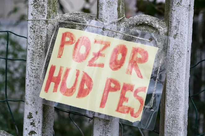 Osumljeni moški je bil v preteklosti sicer že obravnavan zaradi prekrškov po določilih zakona o zaščiti živali, pa tudi kaznivih dejanj z elementi nasilja. FOTO: Marko Feist