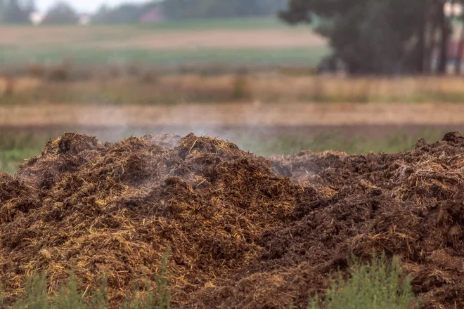 Gnoj z ulic devetnajstega stoletja ni izginil sam po sebi. FOTO: Shutterstock