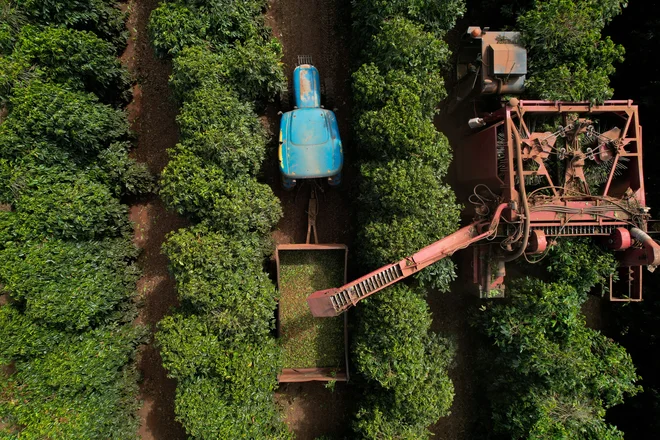 V Braziliji in Etiopiji so naraščajoče temperature in nestanovitne padavine v zadnjih letih zmanjšale pridelek kave, zaradi česar so svetovne cene poskočile in spodkopale dohodke na podeželju in prihodke od izvoza. FOTO: Adriano Machado/Reuters