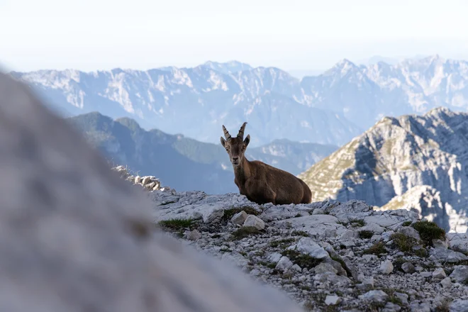FOTO: Kaja Ribežl