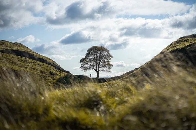 Pred dobrima dvema tednoma sta bila moška obsojena na štiri leta in tri mesece zapora. Bilo je to prvič v zgodovini Velike Britanije, da je bila zaporna kazen prisojena, ker je padlo drevo. FOTO: Wikimedia Commons