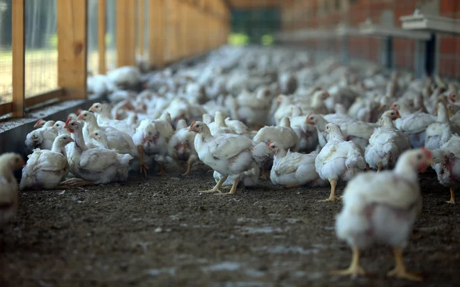 Transakcija je bila poravnana v gotovini ob zaključku, v skladu s pogoji pogodbe o nakupu delnic: fiksna nakupna cena je znašala 225 evrov na delnico in pogojna nadomestila do 21,43 evra na delnico. FOTO: Tadej Regent