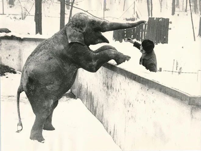 Ganga v ljubljanskem živalskem vrtu konec leta 1978 FOTO: Janez Zrnec