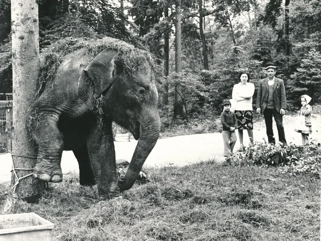 Slonica v »hotelu Pod smreko«, smo pisali v Delu maja 1978. Triletna indijska Ganga je zimo preživela v tesnem in mračnem hlevu, zdaj se je končno le preselila na svež zrak. FOTO: Janez Pukšič