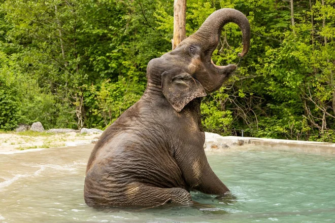 Ganga se potaplja, Ganga pod tušem ... Potem ko je lani dobila bazen, v ZOO snemajo Gangine vragolije in jih objavljajo na internetu.FOTO: ZOO Ljubljana
