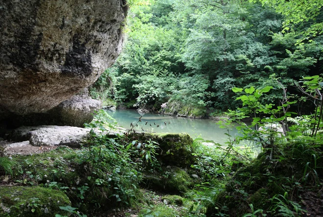 Kanjon Kokre FOTO: Igor Zaplatil