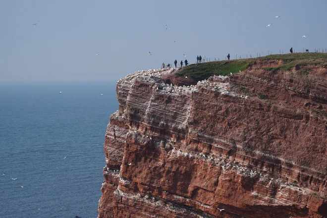 Otok Helgoland, ki danes velja za zatočišče tjulnjev in redkih morskih ptic, je skozi stoletja prehajal med britansko, dansko in nemško upravo. FOTO: Marcus Brandt Dpa Picture-alliance Via Afp