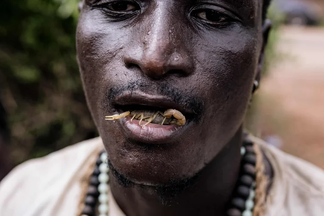 Moški z zobi drži živega škorpijona med kulturnim festivalom Jola v Thiobonu. Festival je pomemben kulturni dogodek za senegalsko ljudstvo Jola, ki označuje prehod iz otroštva v odraslost. Kot del obredov se mladi pripravljajo na vstop v sveti gozd, globoko duhovno potovanje, ki ga vodijo tradicija in modrost prednikov. Obred uči tudi pomembnost spoštovanja starejših in žensk, učenja delitve in sprejemanja načel uspeha in skupnosti. Foto: Muhamadou Bittaye/Afp