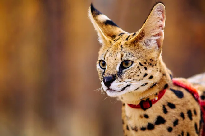 Afriški serval se v Slovenskih Konjicah ni izgubil prvič. FOTO: Presslab/Shutterstock