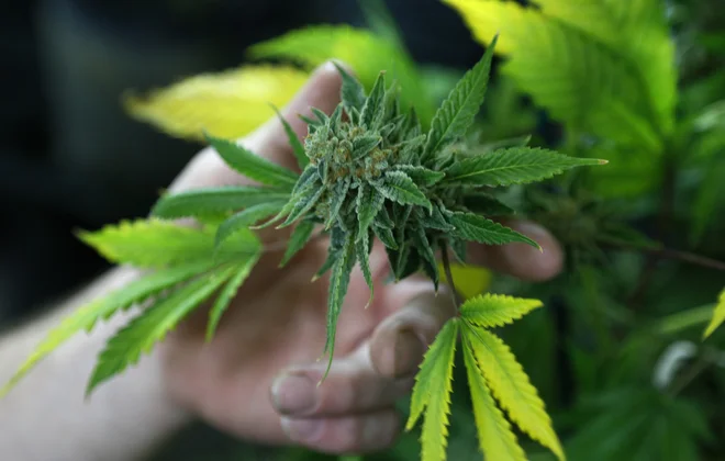 THC lahko vpliva na koordinacijo, reakcijski čas, pozornost in sposobnost ocenjevanja razdalj. Stanje zmanjšane sposobnosti lahko traja več kot en dan po uporabi konoplje, pravijo na NIJZ. FOTO: Rick Wilking/Reuters