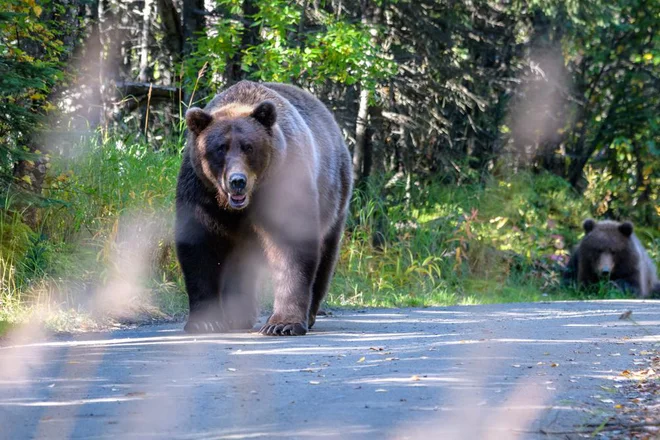Aljasko, poseljeno z medvedi, je carska Rusija poceni prodala Ameriki. FOTO: Knelson