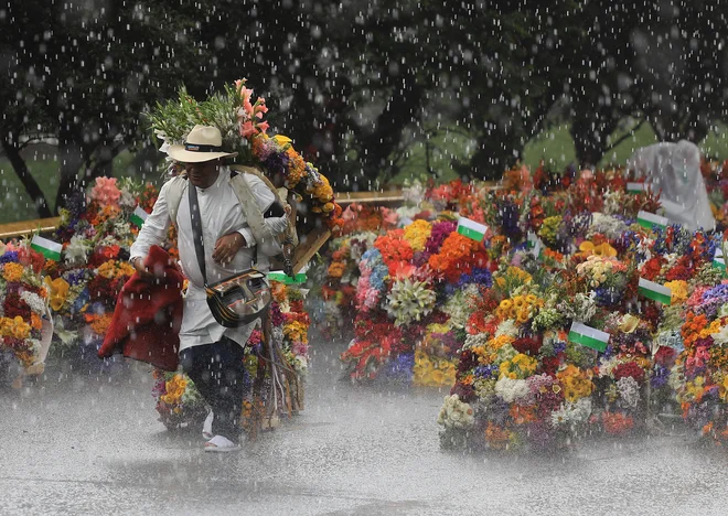 Kolumbijski kmet nosi cvetlični aranžma med tradicionalno parado Silleteros, ki poteka v okviru Cvetličnega festivala v Medellinu. V prvih dneh avgusta se Medellín vsako leto napolni s cvetjem in praznovanji, da bi pozdravil eno najbolj tradicionalnih praznovanj v Kolumbiji: Cvetlični sejem. Feria de las Flores je najpomembnejši dogodek v Medellínu, saj uteleša vse vrednote prebivalcev Antioquie. Sejem traja 10 dni in je del kolumbijske kulturne dediščine. Parada Silleteros, ki je osrednji dogodek festivala, je nastala na povabilo Artura Uribe Aranga iz Urada za promocijo in turizem v Medellínu, ki je povabil 40 cvetličarjev iz Santa Elene (Antioquia), da okrasijo prvo izdajo sejma leta 1957. Foto: Jaime Saldarriaga/Afp