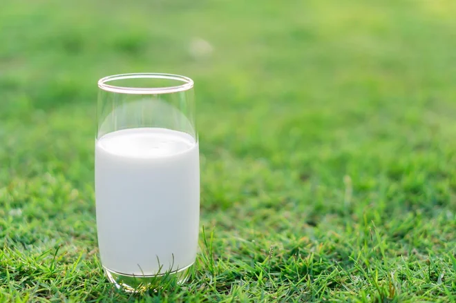 Domače mleko, ki ga dajejo sosedove krave, je privilegij. FOTO: Mraoraor/Shutterstock