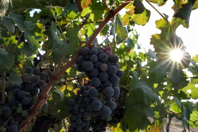 Za človekovo zdravje ni nevaren in ne velja za alergen, vendar pa dodajanje glicerola tehničnega oziroma sintetičnega izvora v vino ni dovoljeno, saj gre za nedovoljeno enološko prakso. FOTO: AFP
