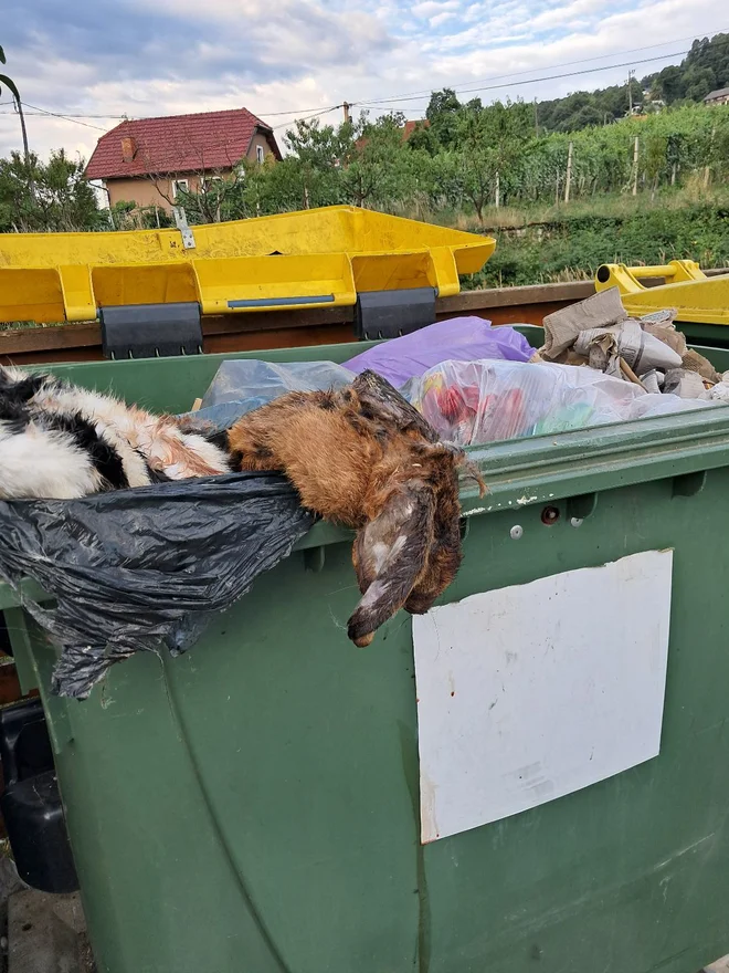 V zabojnik je nekdo odvrgel zajce. FOTO: JP Komunala Črnomelj